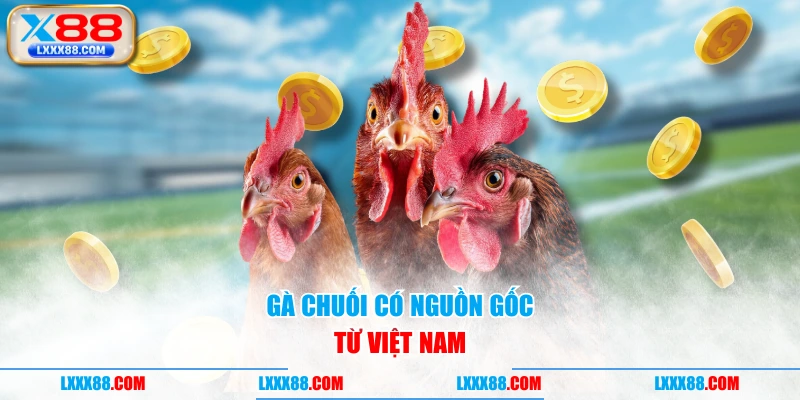 Gà chuối có nguồn gốc từ Việt Nam